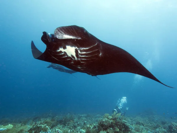 Underwater Photo Marine Life — Stock Photo, Image