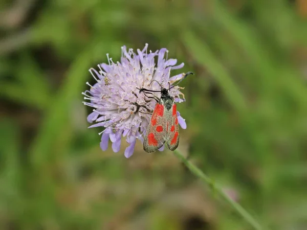 Beilfleck Ram Zygaena Loti Sur Fleur Veuve Des Champs Knautia — Photo