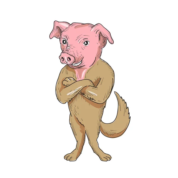插图与狗身体站立 双臂交叉的猪头从前面在做卡通风格的孤立白色背景上设置 — 图库照片