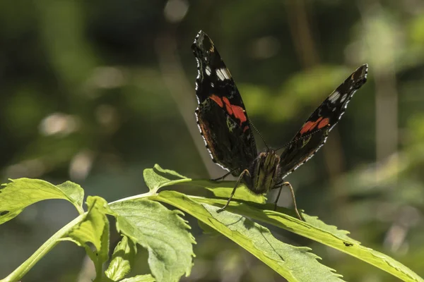 Gros Plan Bug Nature Sauvage — Photo