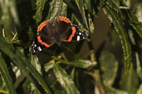 Vista Primer Plano Hermosa Mariposa Colorida — Foto de Stock