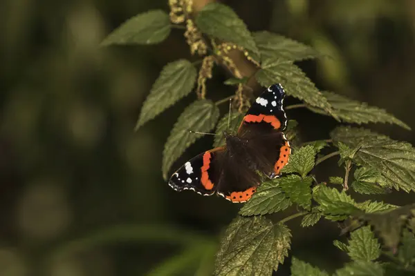 Close Borboleta Habitat Conceito Selvageria — Fotografia de Stock