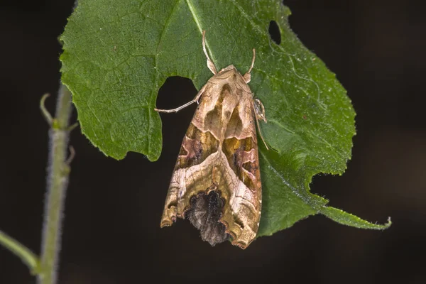 Närbild Insekter Vild Natur — Stockfoto