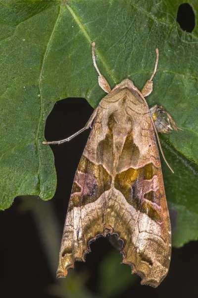 Achátová Sova Spočívá Listu — Stock fotografie