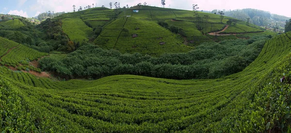 Sri Lanka茶园 — 图库照片