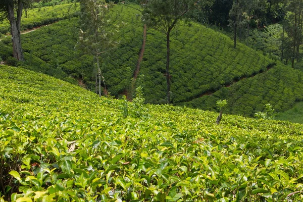 Teplantage Sri Lanka — Stockfoto