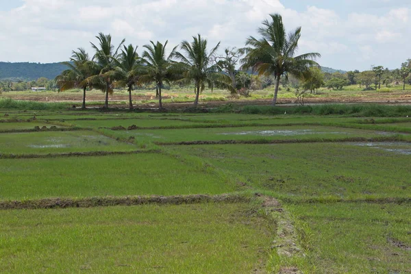 Rice Field Sri Lanka — Stock Photo, Image