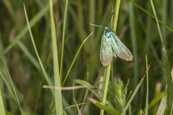 Gros Plan Papillon Dans Habitat Concept Sauvagerie — Photo