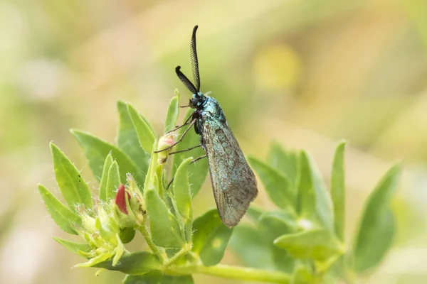 Gros Plan Papillon Dans Habitat Concept Sauvagerie — Photo