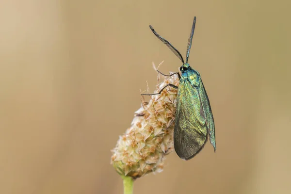 Primer Plano Error Naturaleza Salvaje — Foto de Stock