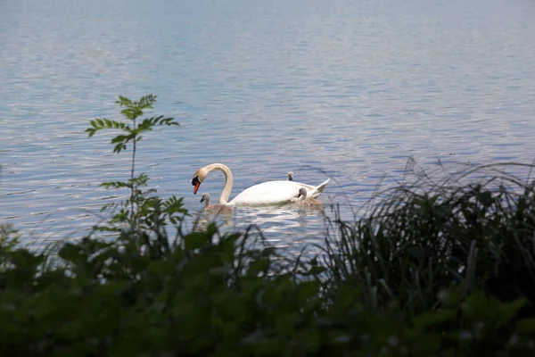 Schwanenmnchen Avec Garçon Dans Lechstausee Urspring Oberallgu Jour — Photo