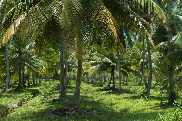Sri Lanka Hindistan Cevizi Palmiyeleri — Stok fotoğraf