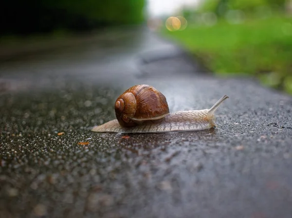 Grande Lumaca Strisciante Sul Marciapiede Asfalto Mosca — Foto Stock