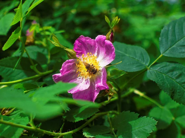 Ape Fiore Rosa Selvatica Primavera Mosca — Foto Stock