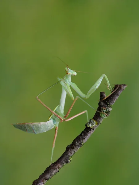 Manite Indiana Hierodula Membranacea — Fotografia de Stock