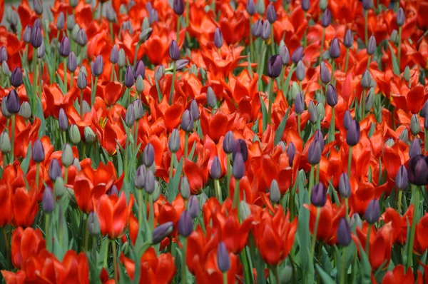 Flores Tulipas Flora Primavera — Fotografia de Stock