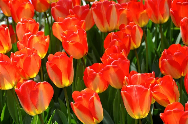 Tulipány Květiny Jarní Flóra — Stock fotografie