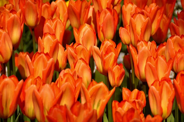 Kwiaty Tulipanów Wiosenna Flora — Zdjęcie stockowe