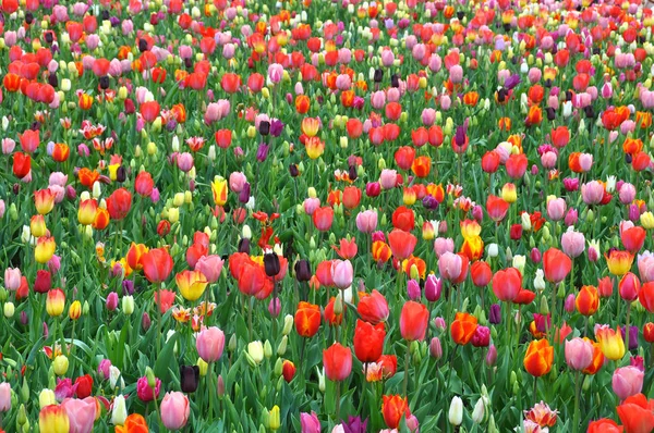Kwiaty Tulipanów Wiosenna Flora — Zdjęcie stockowe
