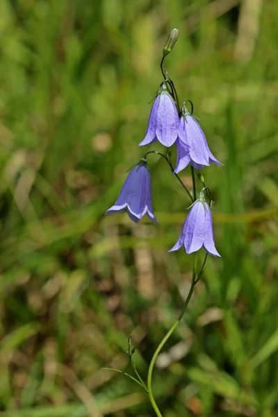 Campanula Rodifolia Redondeada —  Fotos de Stock