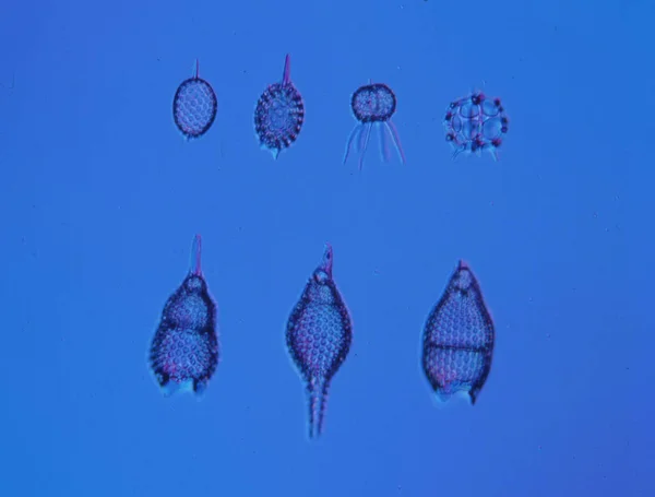 Biologiska Celler Mikroskopisk Konsistens — Stockfoto