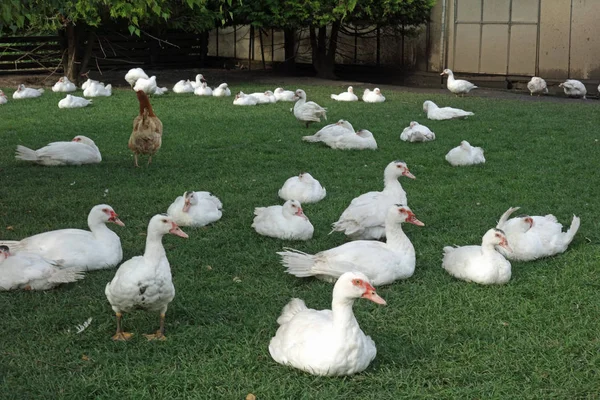 Aves Capoeira Domésticas Exploração — Fotografia de Stock