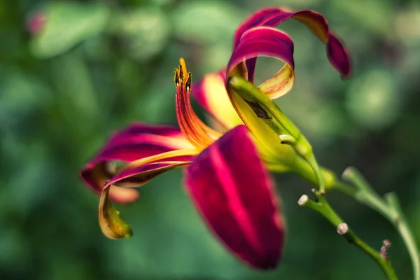 Lily Bahçede — Stok fotoğraf