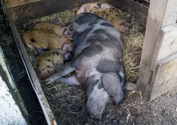 Macchiato Suinetti Nel Sentiero Suino Dormire Nella Paglia Allattare Madre — Foto Stock