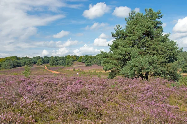 Mehlinger Heath Floraison Août — Photo