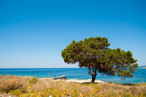 Coast Tree Front Blue Sea Croatia — Stock Photo, Image