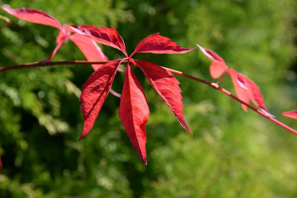 Дикое Вино Осень Вино Цветное Осень Цвет Цвета Красный Лист — стоковое фото