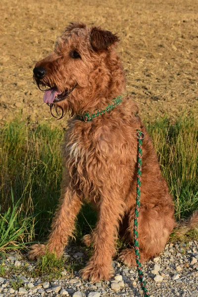 Irish Terrier Male Untrimmed — Stock Photo, Image