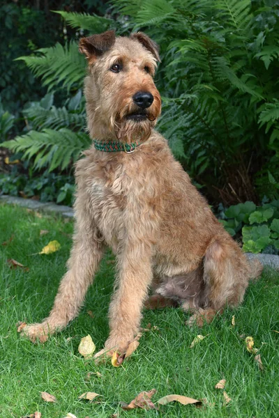 Irish Terrier Masculino Aparado — Fotografia de Stock