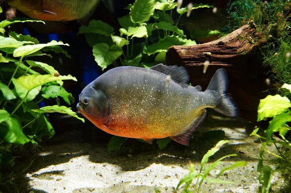 Piranha Fish Underwater Close View Member Family Characidae — Stock Photo, Image