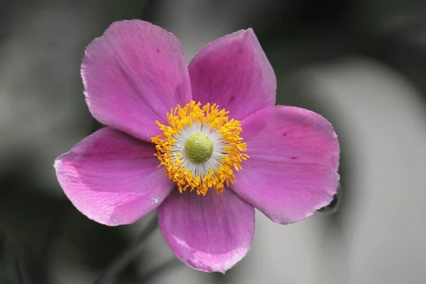 Fiore Viola Anemone Autunnale — Foto Stock