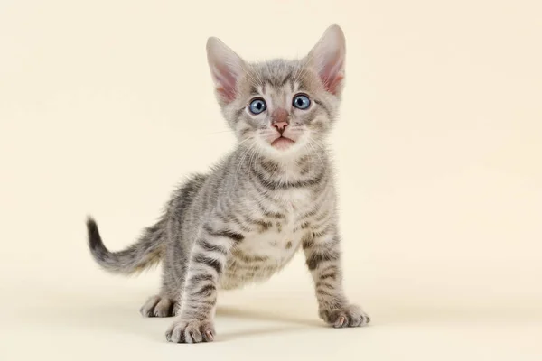 Purebred Cat Toyger Felis Silvestris Catus Young Age Weeks Color — Stock Photo, Image