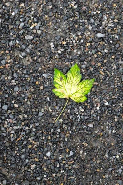 Bordo Folha Verde Amarelo Chão Uma Trilha Caminhada — Fotografia de Stock