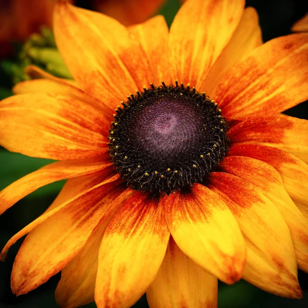 ルドケビア サマーイナ ルドケビア ハイブライド 夏の花 — ストック写真