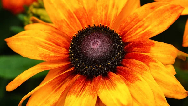 Rudbeckia Summerina Rudbeckia Hybride Λουλούδια Του Καλοκαιριού — Φωτογραφία Αρχείου