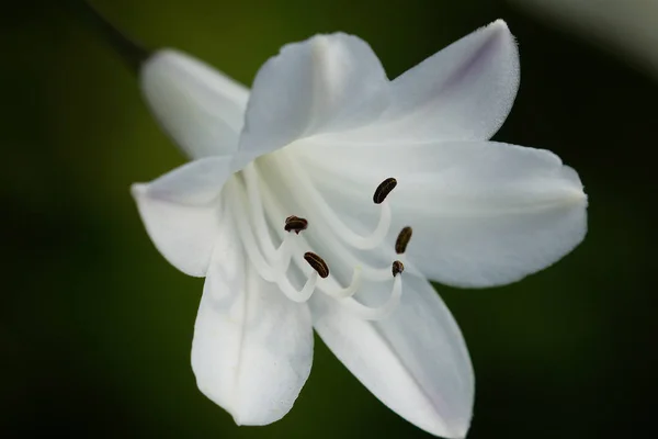 Agapanthus Agapanthus Kwiaty Latem — Zdjęcie stockowe