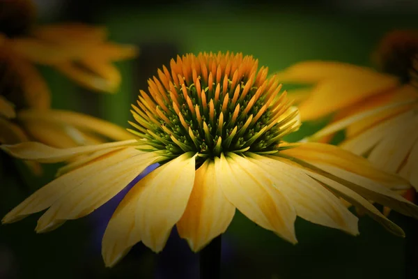 Tűlevelű Echinacea Purpurea Nyári Virágok — Stock Fotó