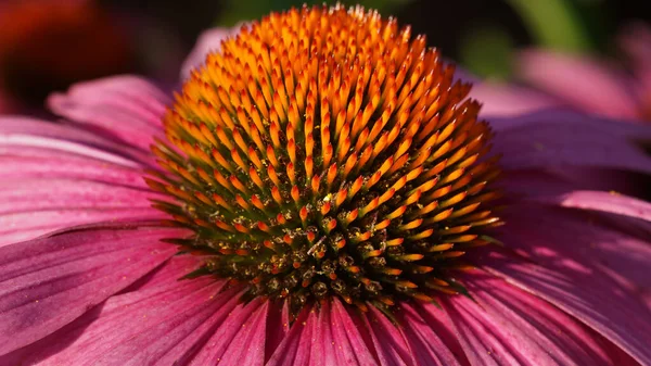 Tűlevelű Echinacea Purpurea Nyári Virágok — Stock Fotó