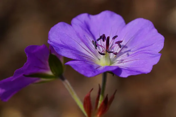 Cranesbill Violet Violet Fleurs Pétales Flore — Photo