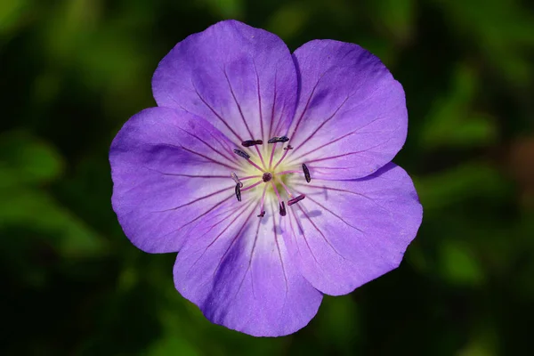 Trannäbb Violetta Lila Blommor Kronblad Flora — Stockfoto