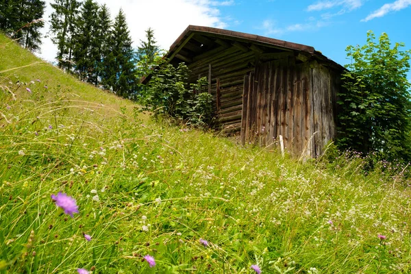 Zöld Virág Rét Fák Kunyhó Allgu — Stock Fotó