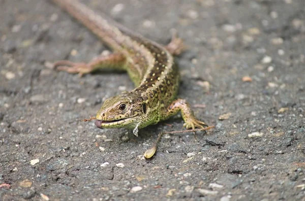 Young Sand Lizard Eating — Stock Photo, Image