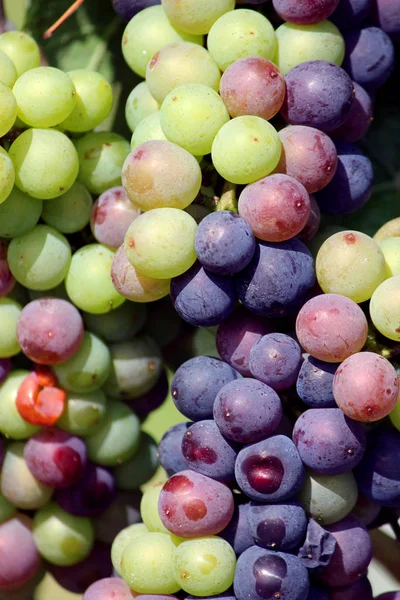 Bacche Uva Frutta Cibo — Foto Stock
