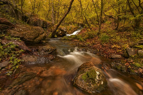 木々と川のある野生の森 長時間露光 — ストック写真