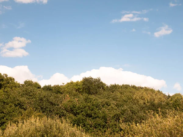 Linia Drzew Zielone Tło Niebieskim Niebem Chmury — Zdjęcie stockowe