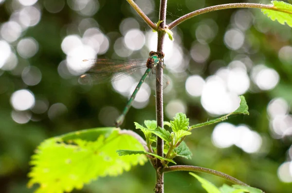 Schöne Smaragdlibelle Ruht Auf Einem Zweig Mit Flügeln Bewegung Aus — Stockfoto